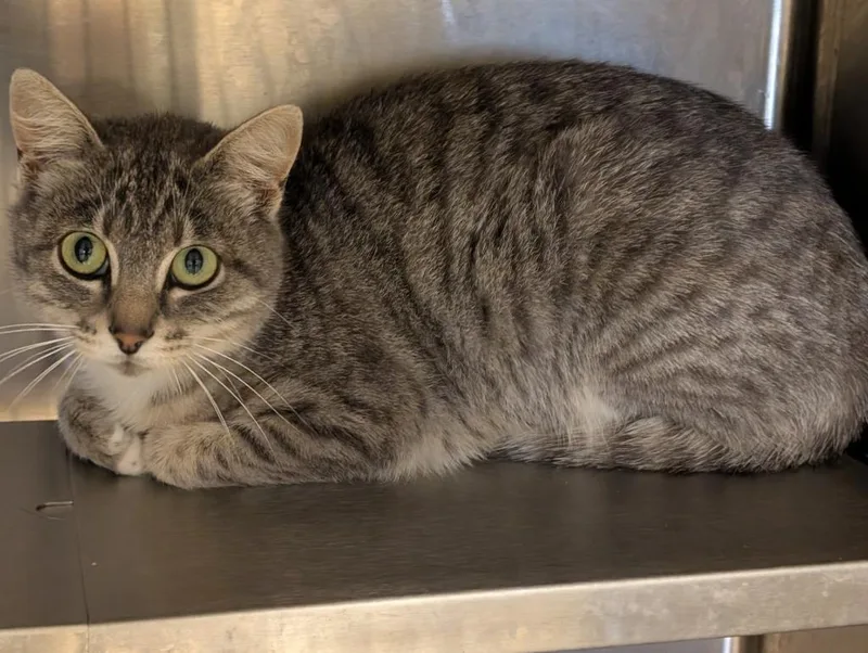 A young medium-sized female Domestic Short Hair cat named Rbp for adoption in Havre, MT