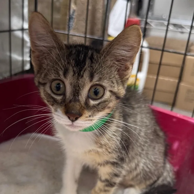 A baby small-sized male Brown / Chocolate Domestic Short Hair cat named Otis for adoption in Normal, IL