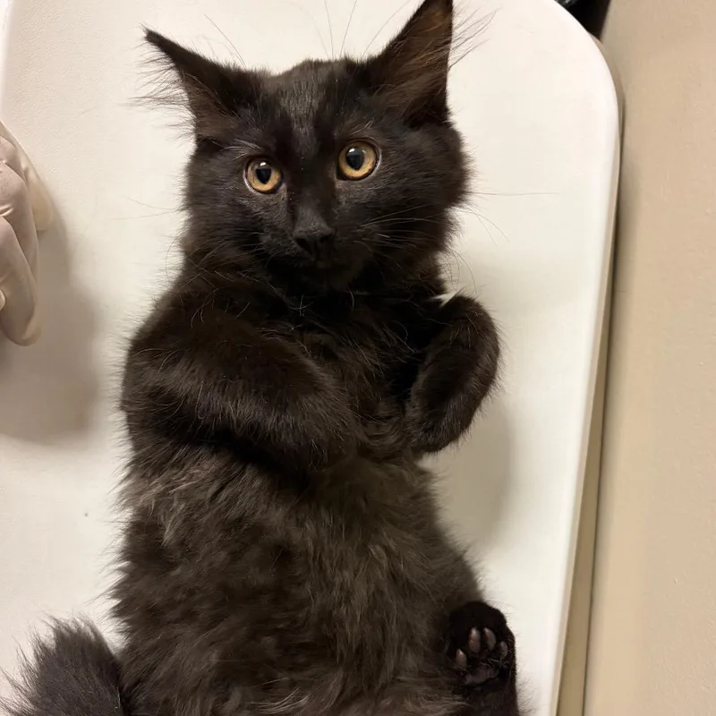 A baby small-sized male Black Domestic Long Hair cat named Momo for adoption in Reno, NV