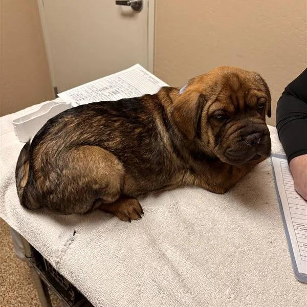 A baby small-sized male Yellow / Tan / Blond / Fawn Shar-Pei dog named Kingsley for adoption in Tempe, AZ