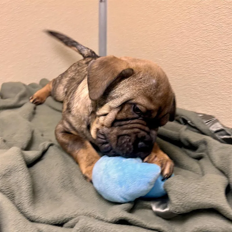 Kingsley thumbnail 2