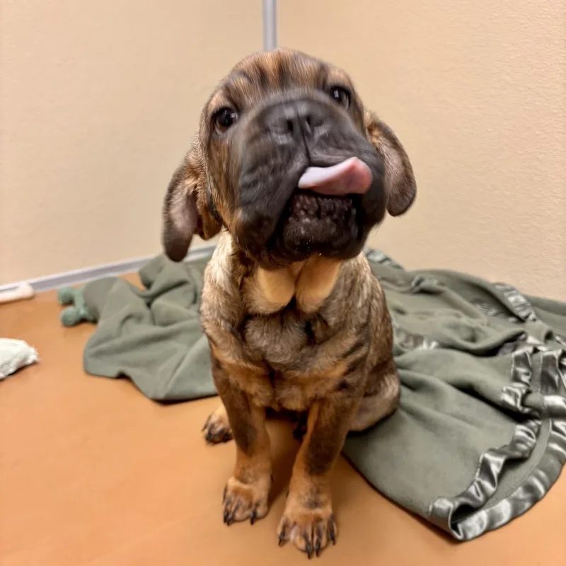 Kingsley thumbnail 3