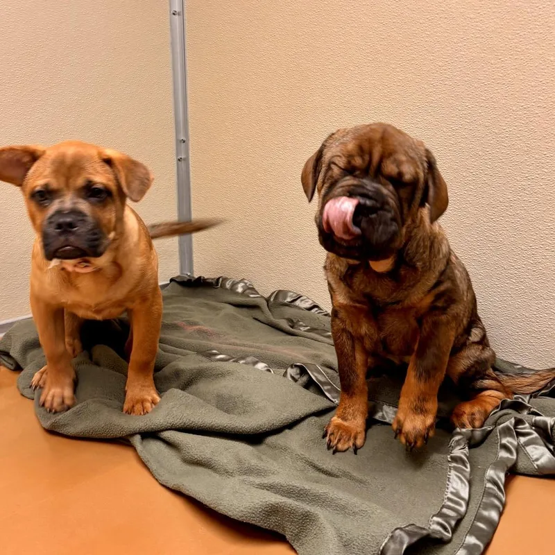 Kingsley thumbnail 4