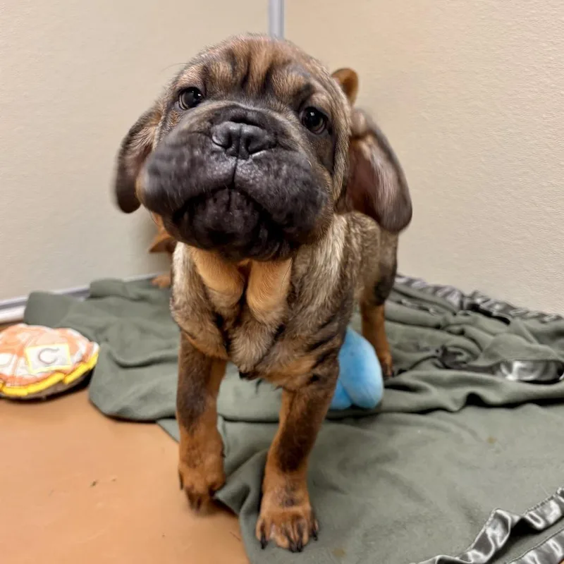 Kingsley thumbnail 5