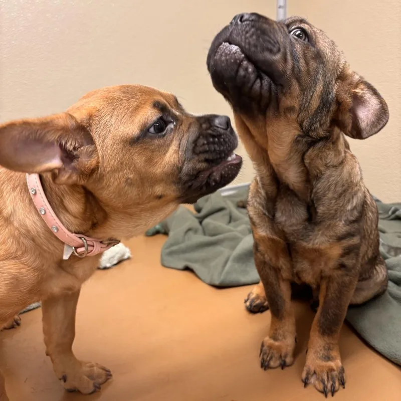 Kingsley thumbnail 6