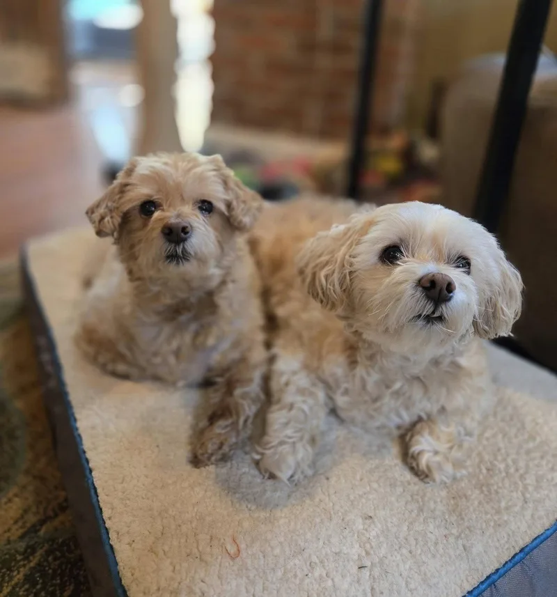 A senior small-sized male Shih Tzu dog named Jena & Zach for adoption in Rochester, NY