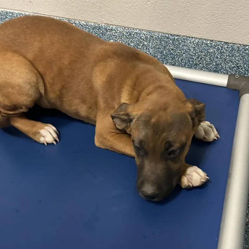 A baby small-sized male Brown / Chocolate Pit Bull Terrier dog named One Fish for adoption in Greensboro, NC