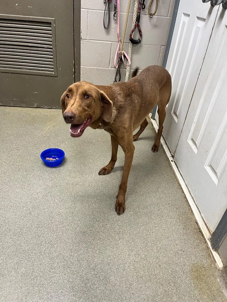An adult large-sized male Chocolate Labrador Retriever dog named Giblet for adoption in Hopkinsville, KY