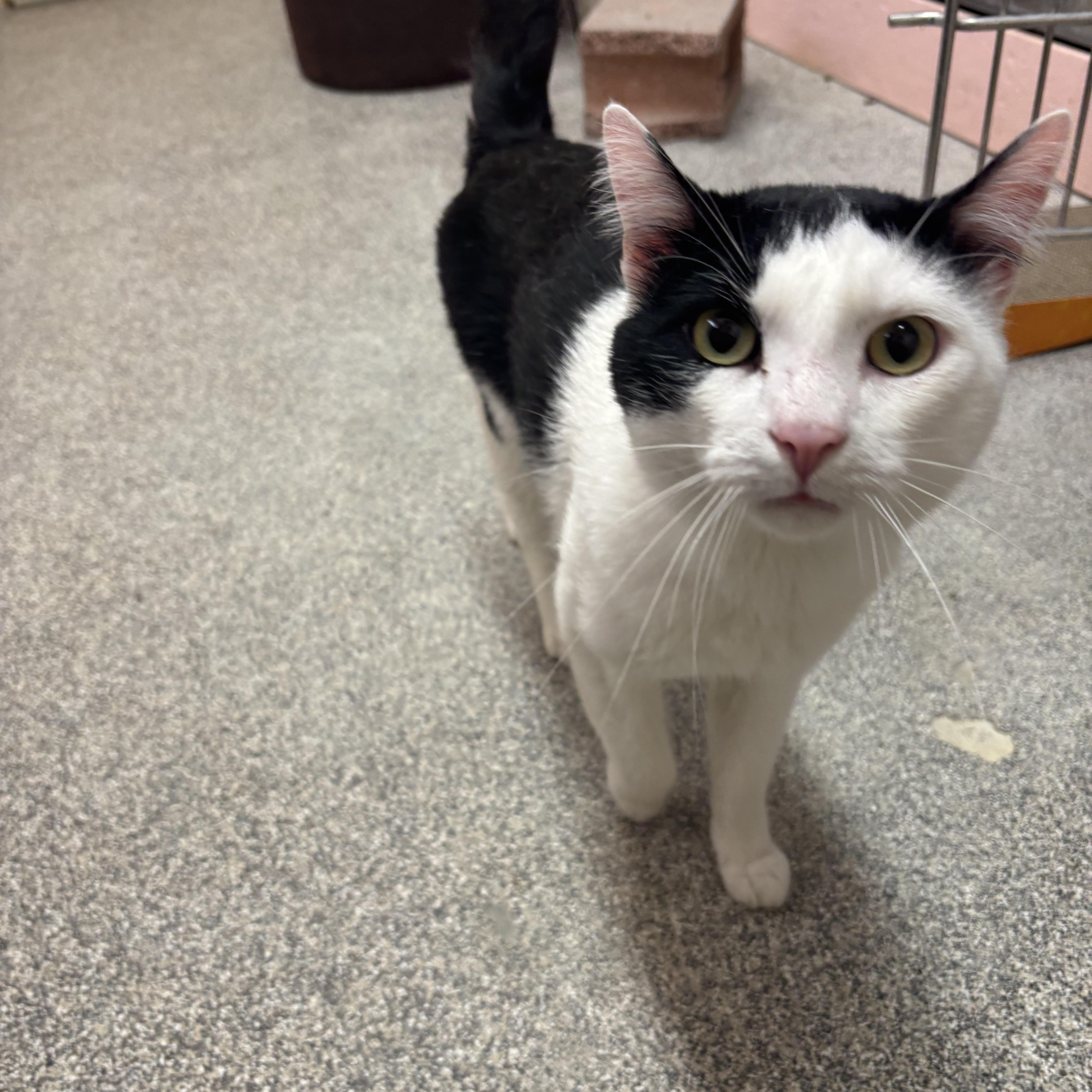 A young large-sized male White Domestic Short Hair cat named Ra for adoption in Washington, UT
