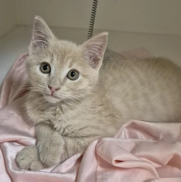 A baby small-sized female Domestic Short Hair cat named Iris for adoption in Lodi, CA