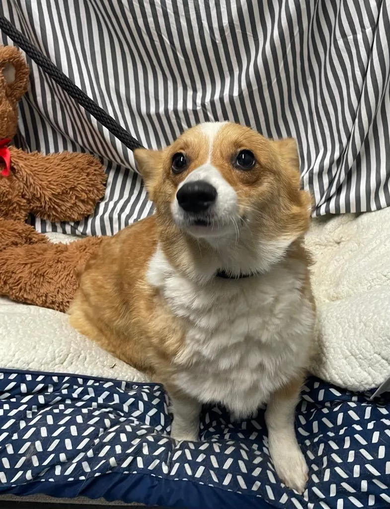 A young medium-sized female Corgi dog named Cleo for adoption in Fort Worth, TX