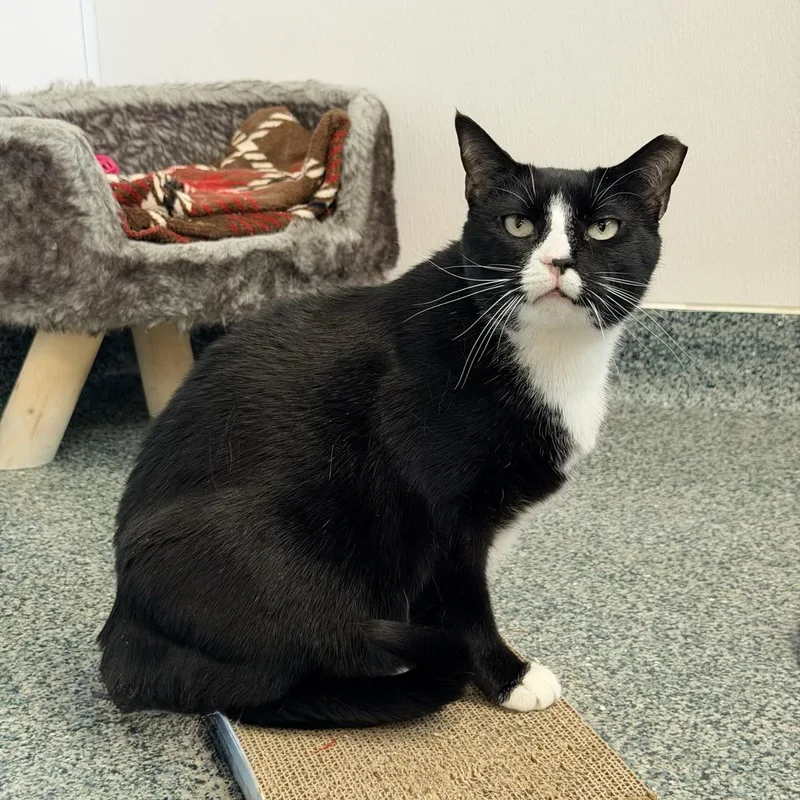 An adult medium-sized female Domestic Short Hair cat named Molly for adoption in Fishers, IN