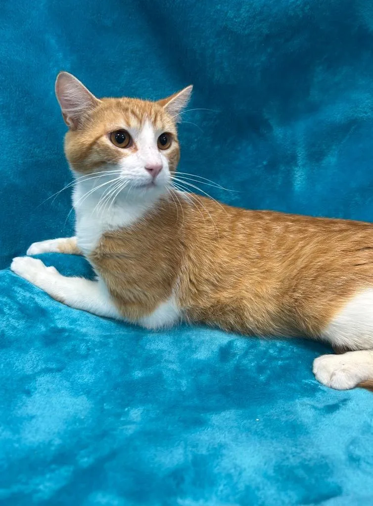 A young large-sized male Domestic Short Hair cat named Tiger for adoption in Denham Springs, LA