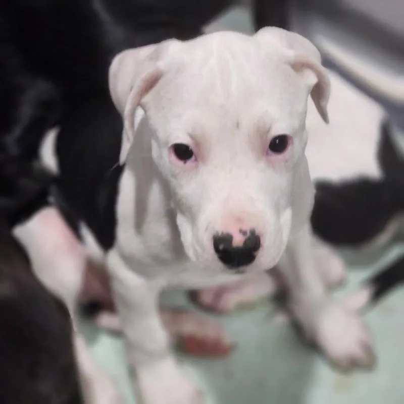 A baby large-sized male Pit Bull Terrier dog named Cow for adoption in Walnutport, PA