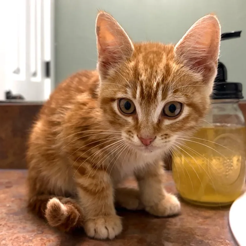 A baby small-sized male Orange / Red Domestic Short Hair cat named Mickey Rooney for adoption in Flower Mound, TX