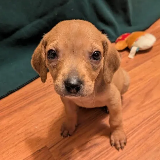 A baby small-sized female Brown / Chocolate Chihuahua dog named Stagecoach for adoption in Midlothian, VA
