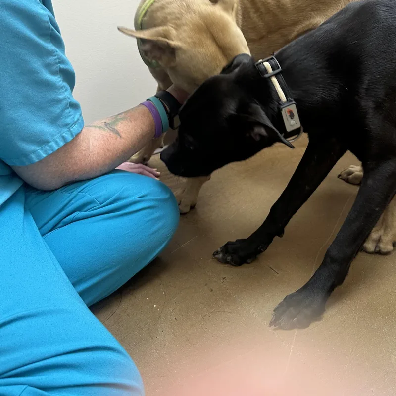 A young medium-sized female Black Labrador Retriever dog named Fudge for adoption in Providence Forge, VA