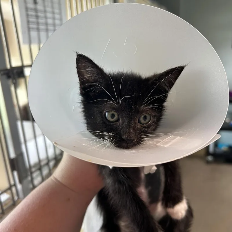 A baby small-sized female Black Domestic Short Hair cat named Dalia for adoption in Leander, TX