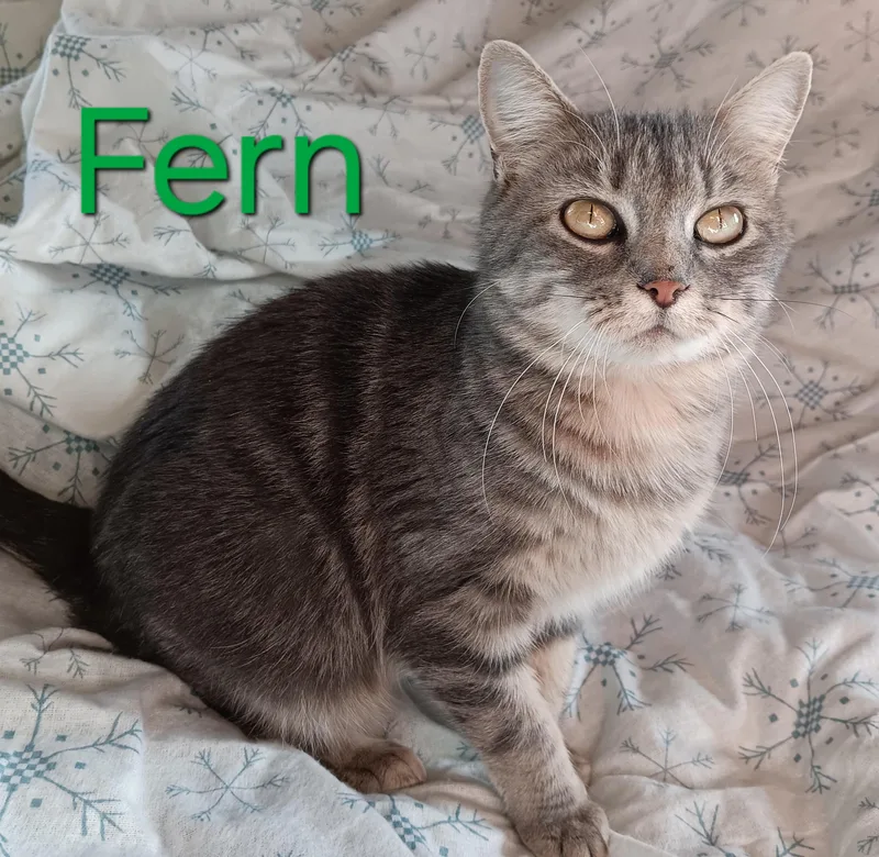 Fern