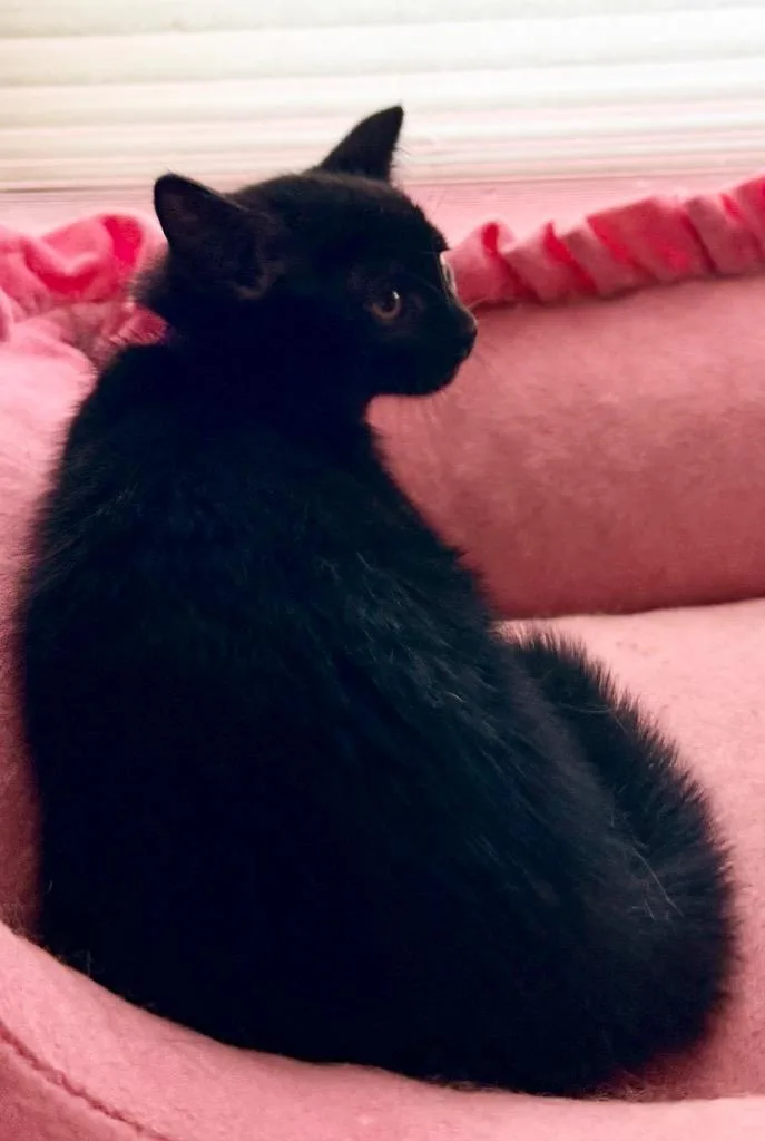 A baby medium-sized female Domestic Short Hair cat named Agatha for adoption in New York, NY