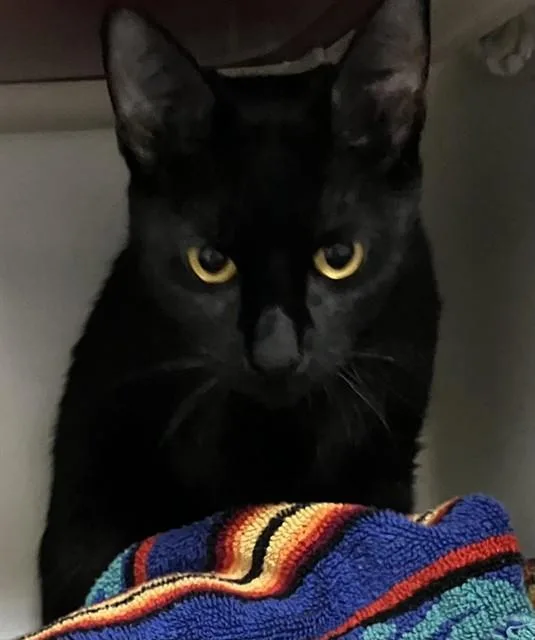 A young medium-sized female Domestic Short Hair cat named Patrice for adoption in Boston, MA