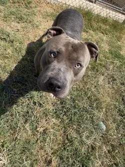 An adult extra large-sized male Pit Bull Terrier dog named Bubba for adoption in Balch Springs, TX