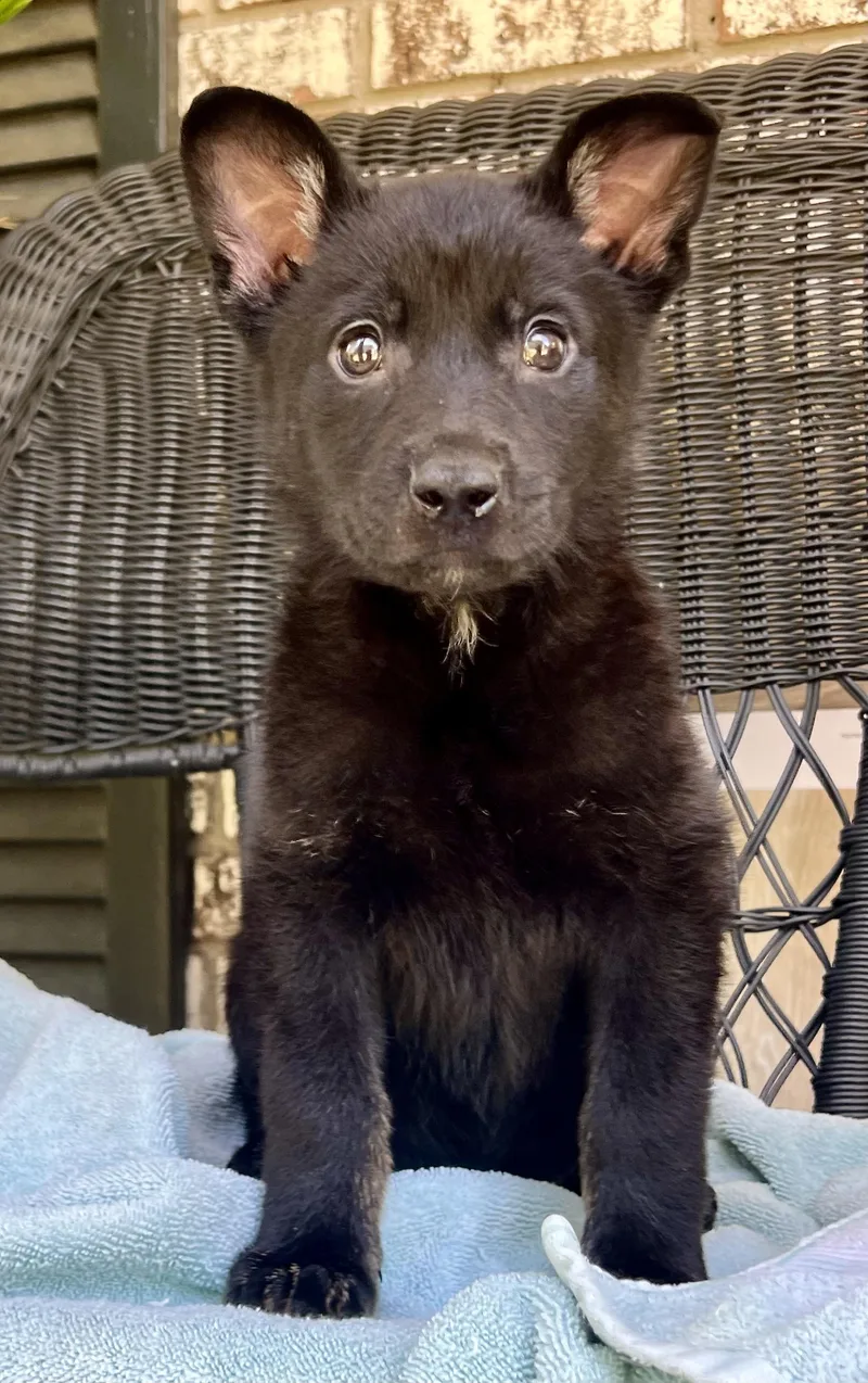 A baby medium-sized male Black German Shepherd Dog dog named David for adoption in Mt Pleasant, SC