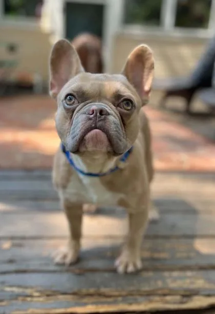A baby medium-sized male French Bulldog dog named Mr. Biscuit for adoption in Malvern, PA