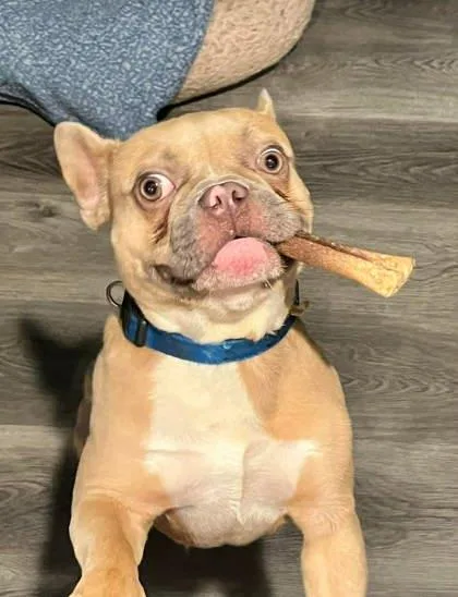 Mr. Biscuit thumbnail 3