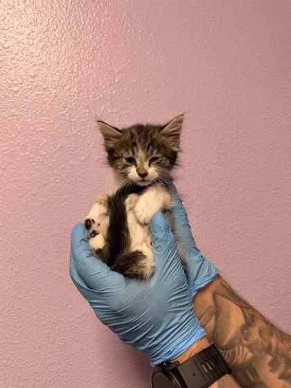 A baby small-sized male Brown / Chocolate Domestic Short Hair cat named 61055984 for adoption in El Paso, TX