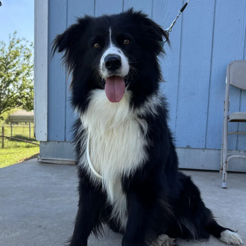 Ollie The Aussie thumbnail 4