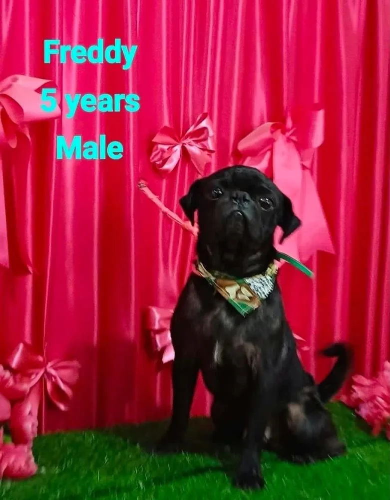 An adult small-sized male Pug dog named Freddy for adoption in Cortez, CO