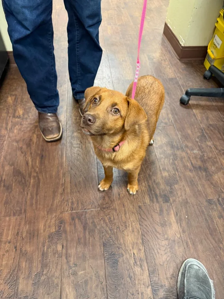 A baby medium-sized female Cattle Dog dog named Dog Kennel for adoption in Greenville, TX
