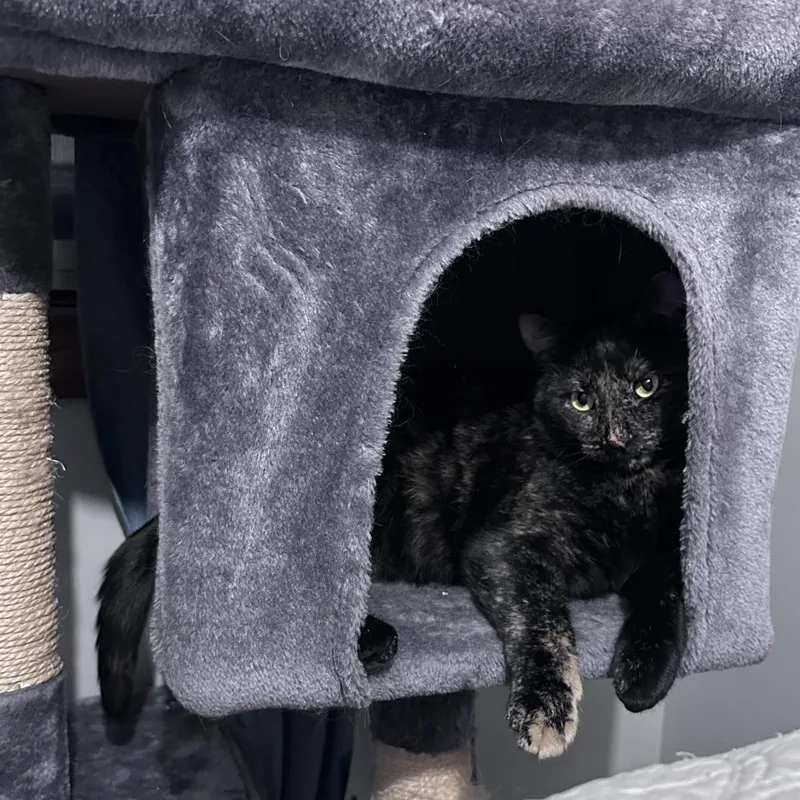 An adult large-sized female Tortoiseshell Domestic Short Hair cat named Katelyn C for adoption in Princeton, MN