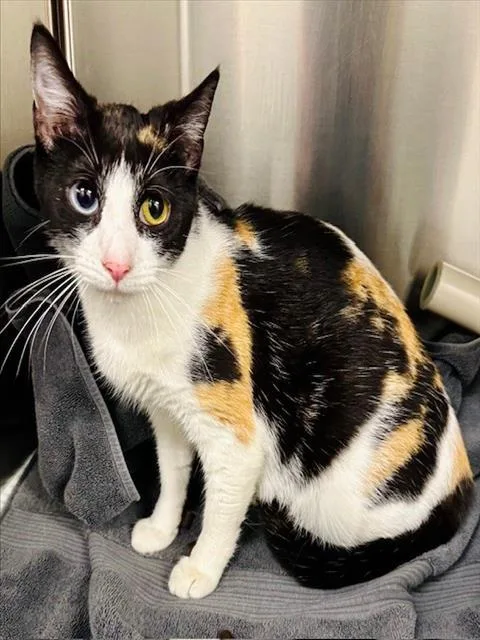 A young medium-sized female Domestic Short Hair cat named Sash for adoption in Derwood, MD