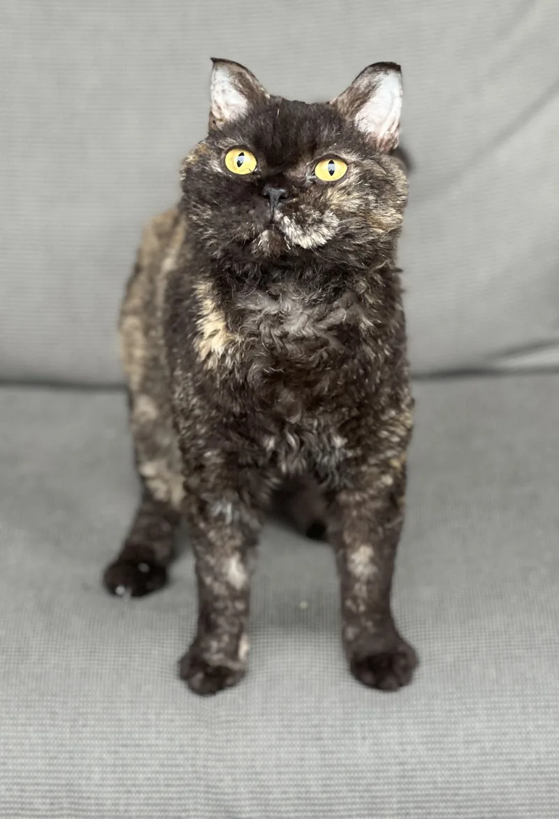A young small-sized female Selkirk Rex cat named Sterling for adoption in valparaiso, IN