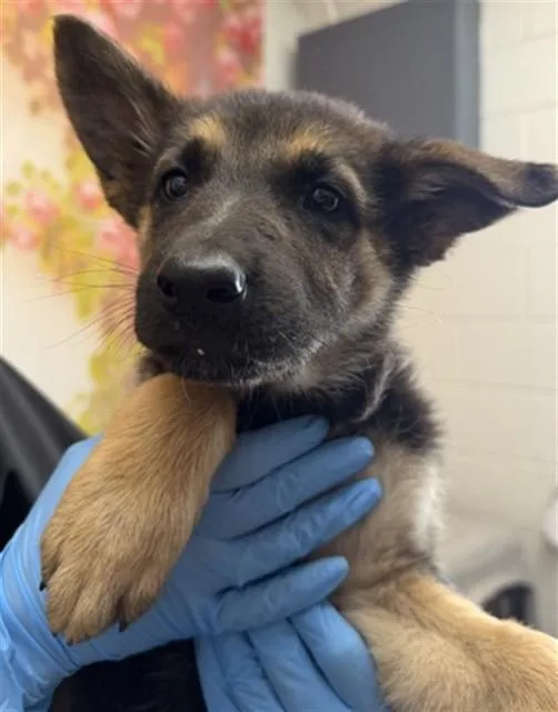 A baby small-sized female German Shepherd Dog dog named Thea for adoption in San Bernardino, CA