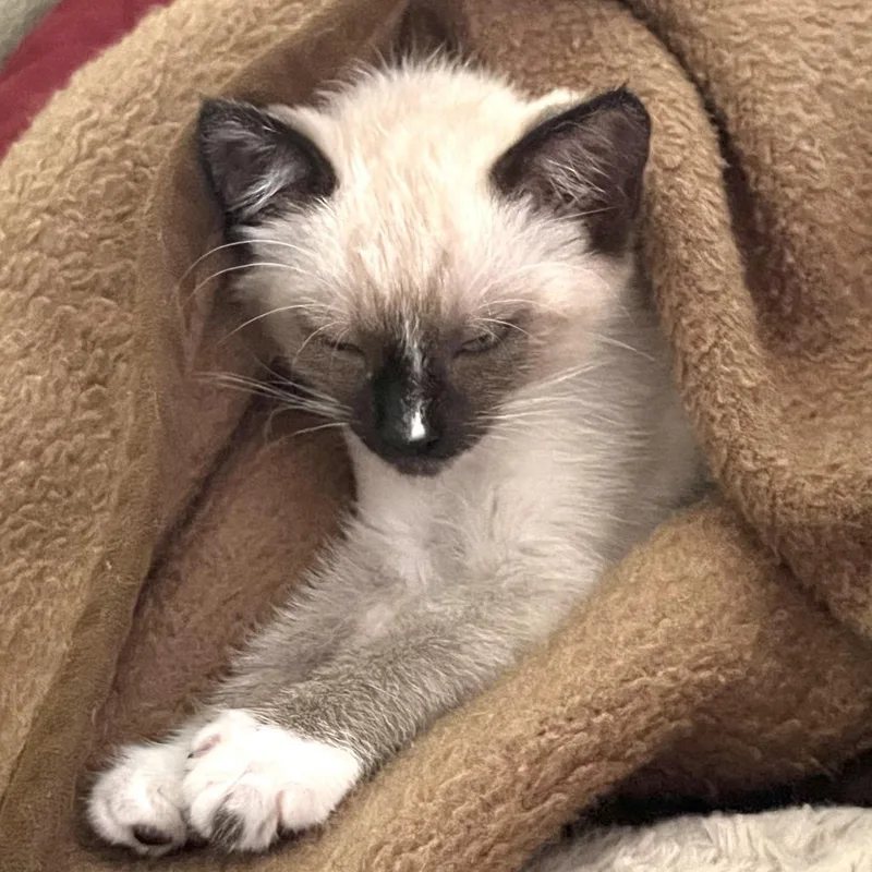 A baby small-sized female Domestic Medium Hair cat named Concha for adoption in Springfield, OR