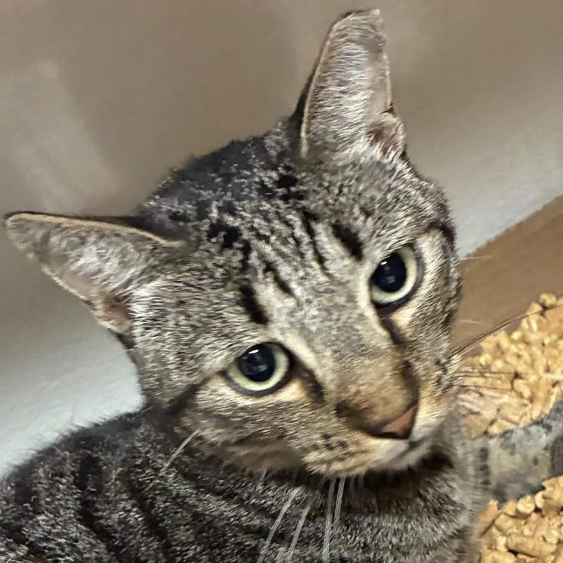 An adult medium-sized male Black Domestic Short Hair cat named Xavier for adoption in Yuma, AZ