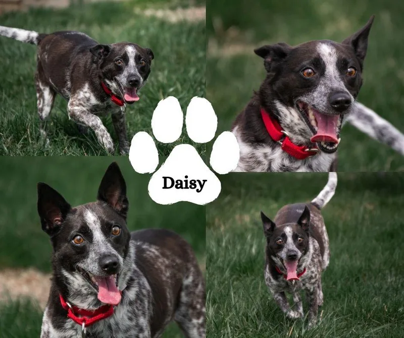 Daisy thumbnail 2