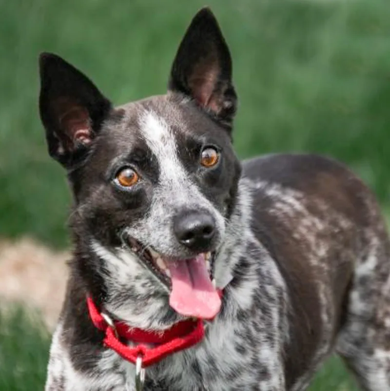 An adult small-sized female Tricolor (Brown, Black, & White) Cattle Dog dog named Daisy for adoption in Albany, NY