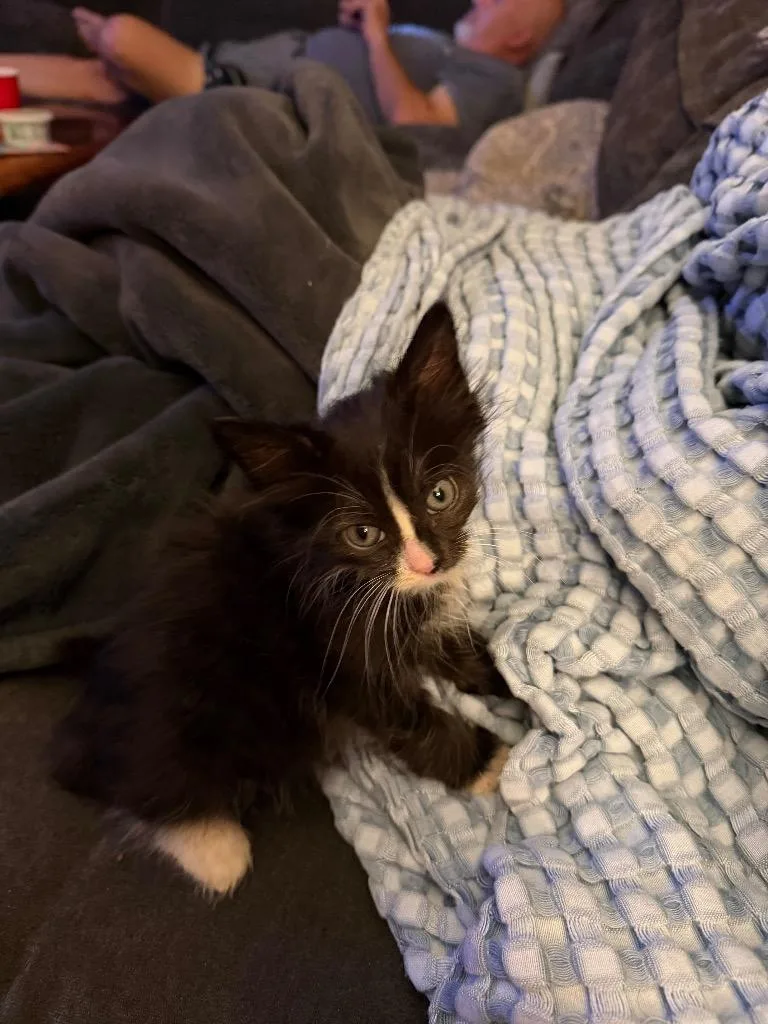 Portia