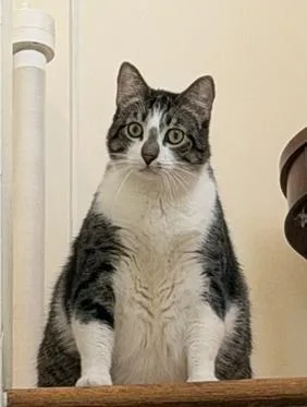 An adult extra large-sized male Brown / Chocolate Domestic Short Hair cat named Little John for adoption in San Francisco, CA