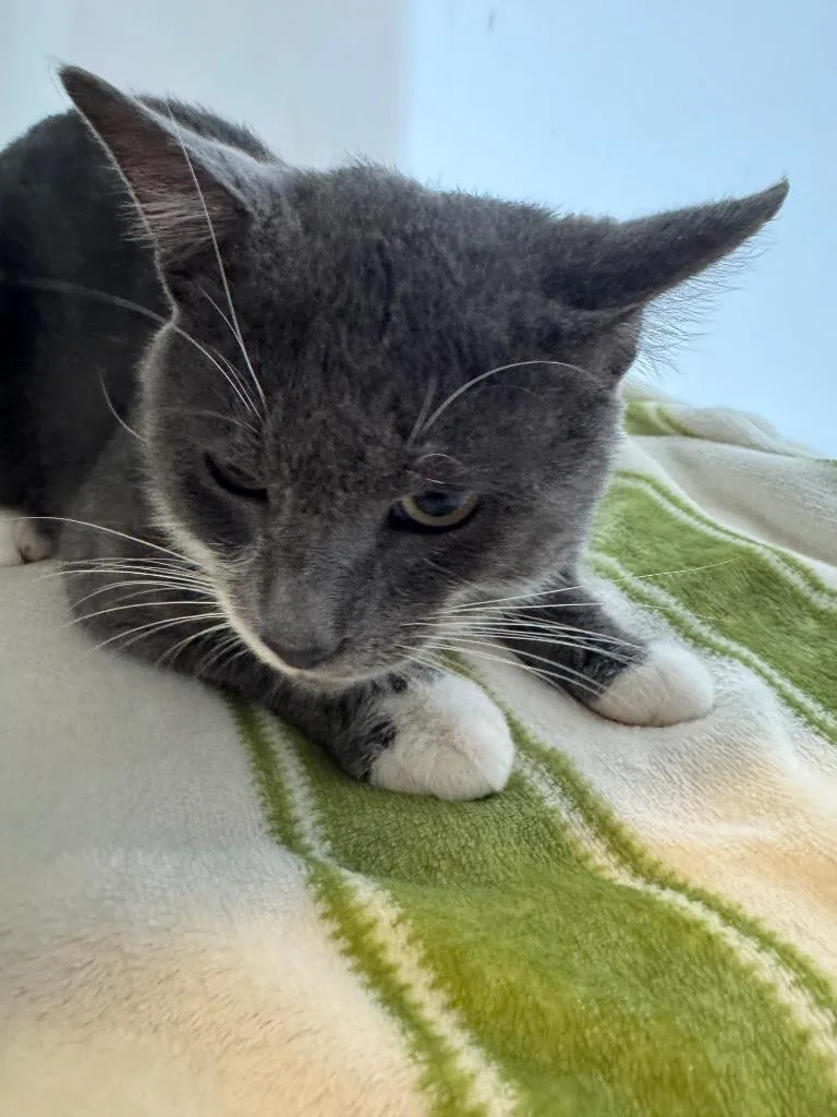 An adult small-sized male Domestic Short Hair cat named Grayson for adoption in Columbia, TN