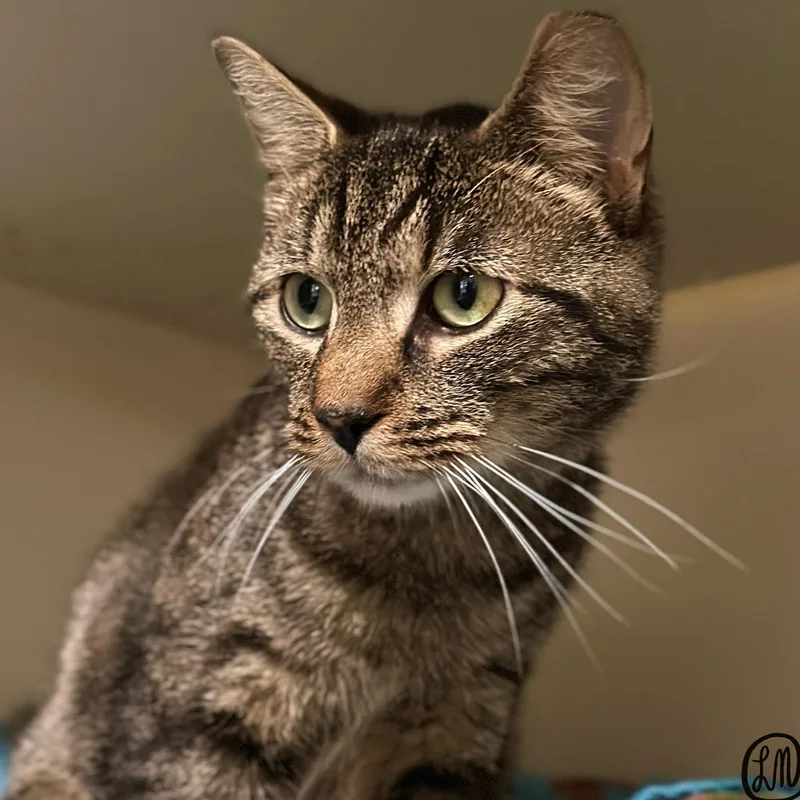 A young medium-sized male Tabby (Brown / Chocolate) Domestic Short Hair cat named Tigger for adoption in Victor, NY
