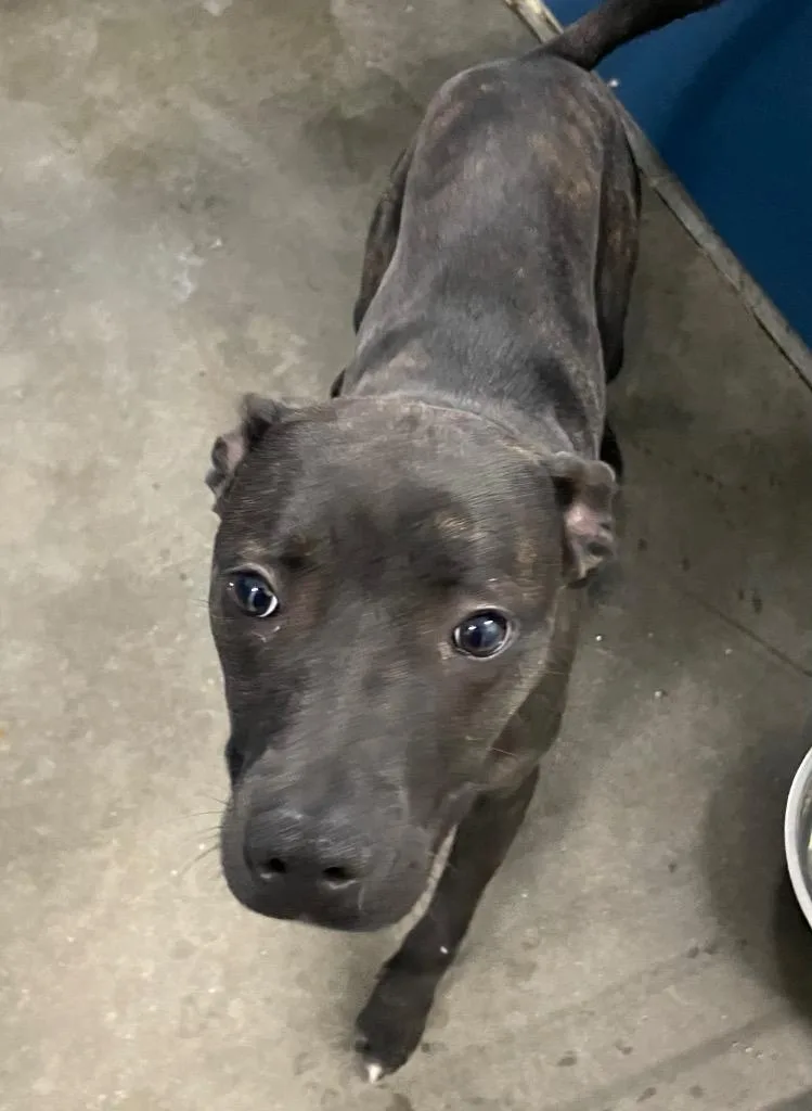 A baby medium-sized female Mixed Breed dog named Bella for adoption in Henderson, NC