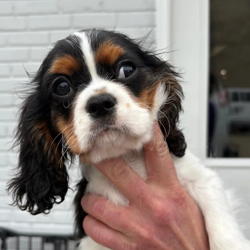 A baby small-sized male Black Cavalier King Charles Spaniel dog named Jason for adoption in Northbrook, IL