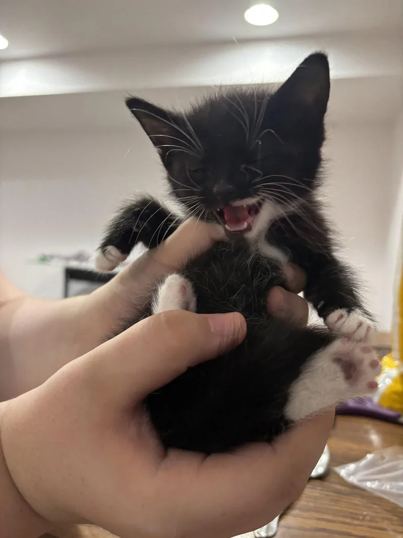 CAT  Nikolai thumbnail 2
