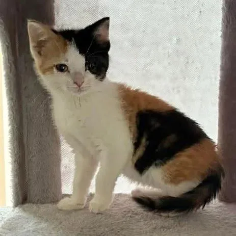 A baby medium-sized female Calico cat named Willow for adoption in Davison, MI