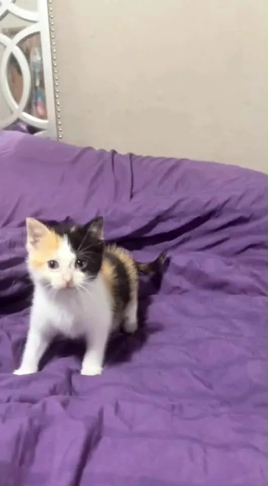 Willow thumbnail 2
